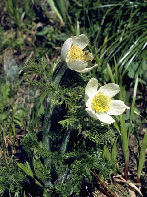 Pulsatilla occidentalis (White pasqueflower) #6165