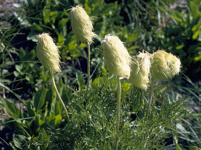 Pulsatilla occidentalis (White pasqueflower) #6166
