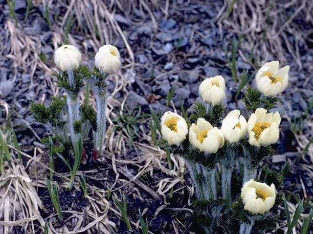 Pulsatilla occidentalis (White pasqueflower) #6167