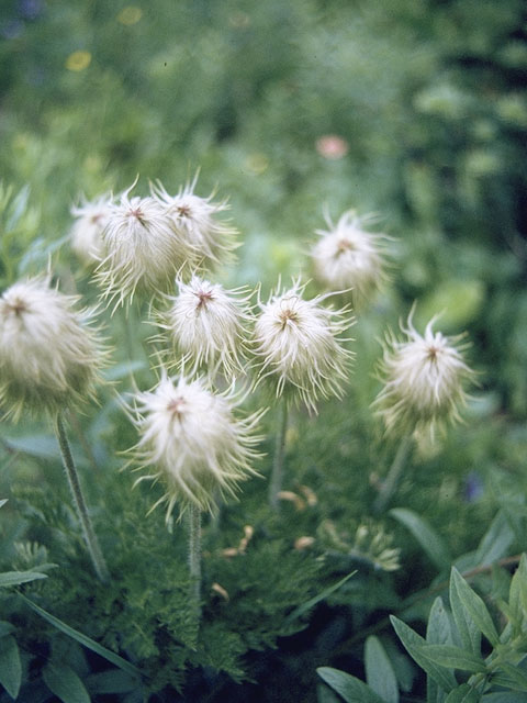 Pulsatilla occidentalis (White pasqueflower) #6169