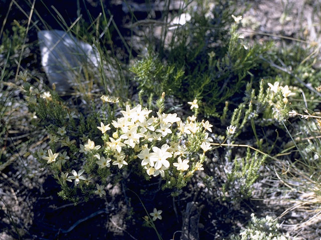 Phlox multiflora (Flowery phlox) #6181