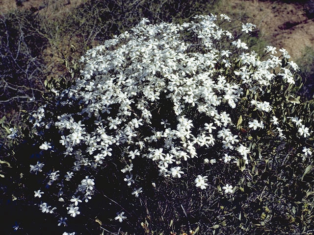 Phlox tenuifolia (Santa catalina mountain phlox) #6225