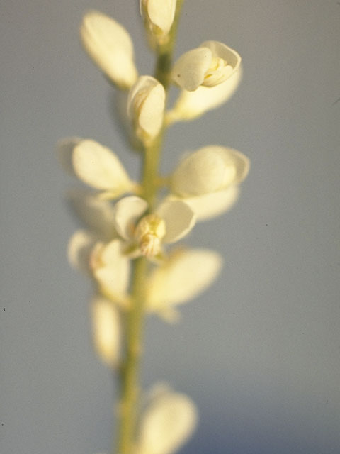 Polygala alba (White milkwort) #6258