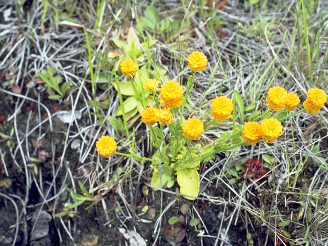 Polygala lutea (Orange milkwort) #6273