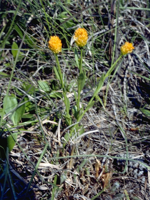 Polygala lutea (Orange milkwort) #6274