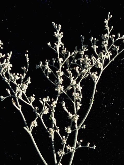 Eriogonum annuum (Annual buckwheat) #6310