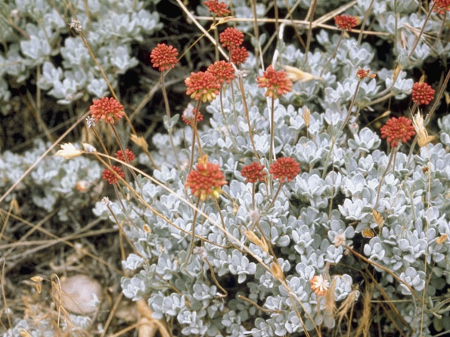 Eriogonum douglasii (Douglas' buckwheat) #6311