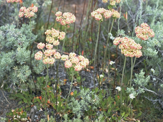 Eriogonum umbellatum var. majus (Subalpine sulfur flower) #6313