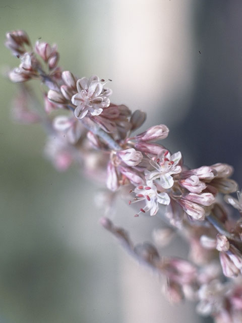 Eriogonum racemosum (Redroot buckwheat) #6317