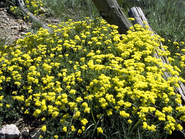 Eriogonum umbellatum var. modocense (Sulphur-flower buckwheat) #6359