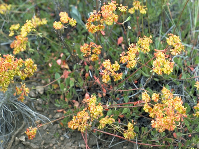 Eriogonum umbellatum var. umbellatum (Sulphur-flower buckwheat) #6360