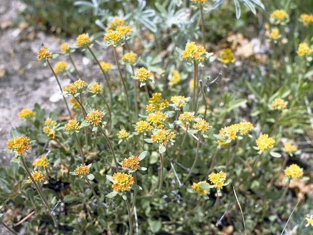 Eriogonum umbellatum var. umbellatum (Sulphur-flower buckwheat) #6361