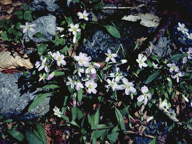 Claytonia virginica (Virginia springbeauty) #6448