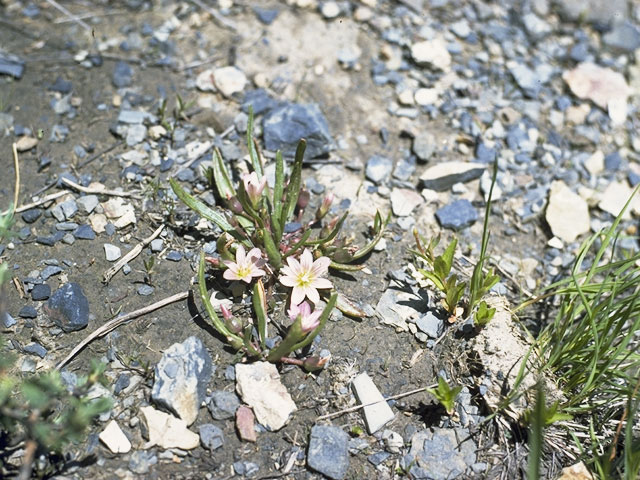 Lewisia pygmaea (Alpine lewisia) #6460