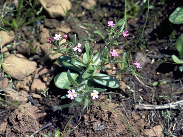 Claytonia sibirica var. sibirica (Siberian springbeauty) #6474