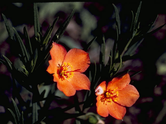 Phemeranthus aurantiacus (Orange flameflower) #6490