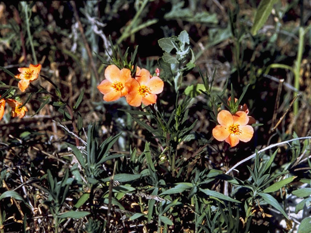 Phemeranthus aurantiacus (Orange flameflower) #6491