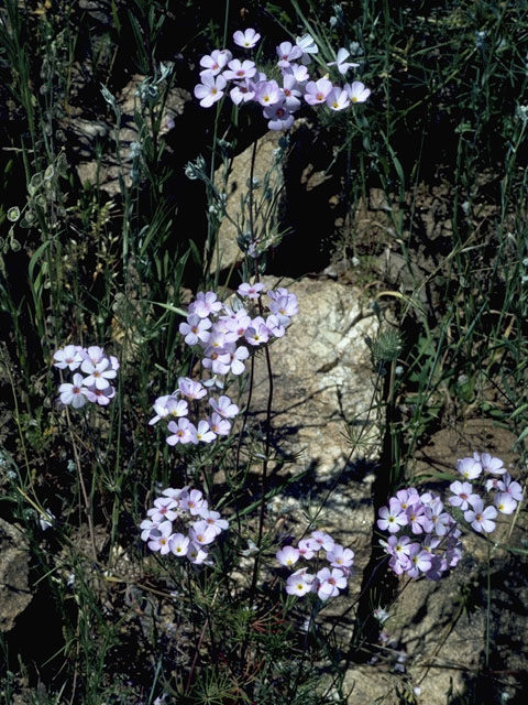 Leptosiphon grandiflorus (Largeflower linanthus) #6609