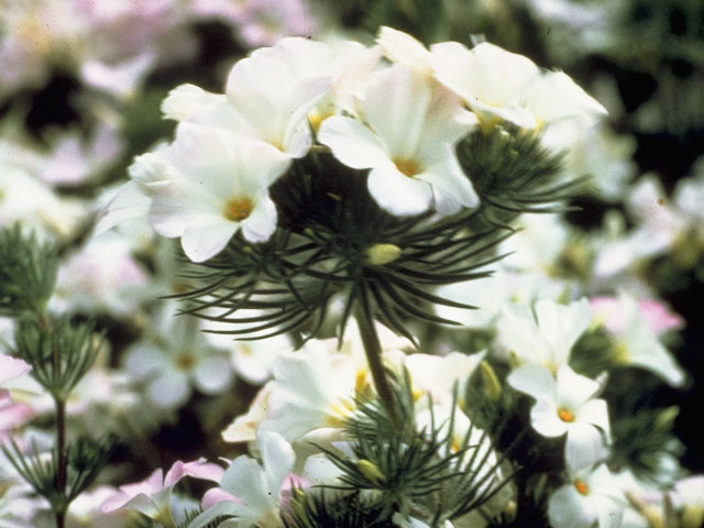 Leptosiphon grandiflorus (Largeflower linanthus) #6610