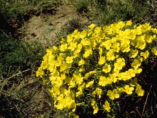 Calylophus serrulatus (Yellow sundrops) #6679