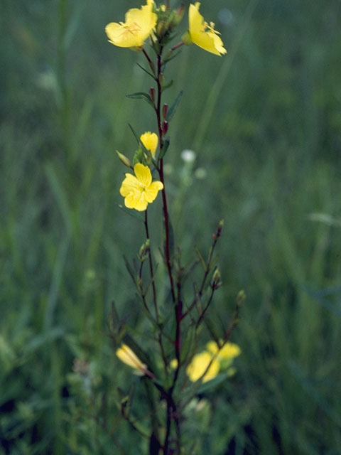 Oenothera fruticosa ssp. tetragona (Narrowleaf evening-primrose) #6714