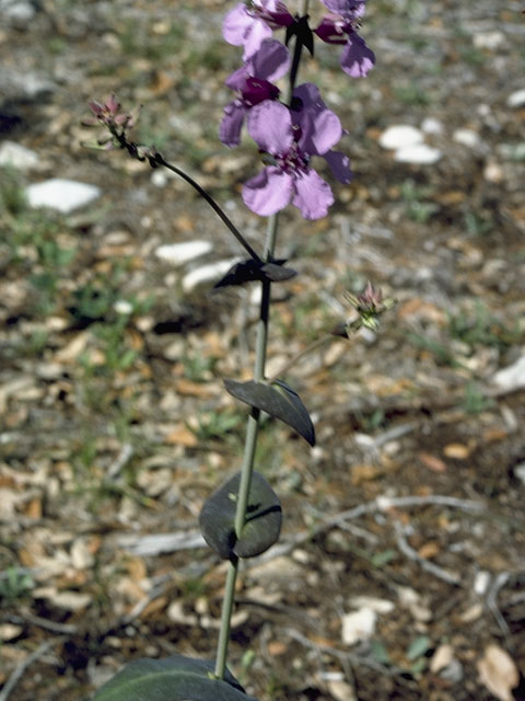 Streptanthus bracteatus (Bracted twistflower) #6731
