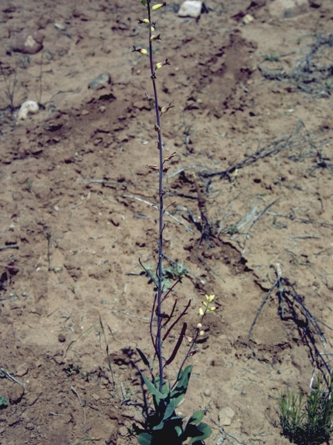 Streptanthus cordatus (Heartleaf twistflower) #6733