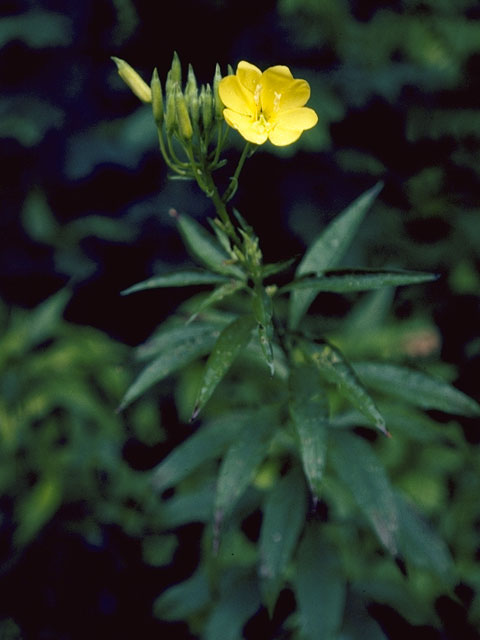 Oenothera parviflora (Northern evening-primrose) #6811