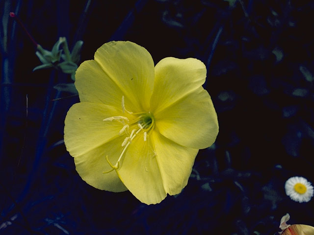 Oenothera primiveris (Desert evening-primrose) #6820