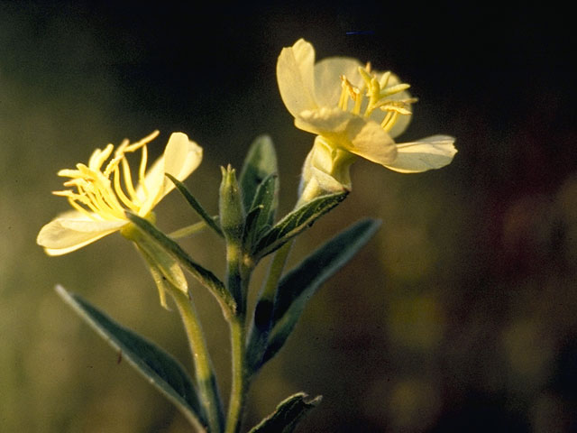 Oenothera perennis (Little evening-primrose) #6822