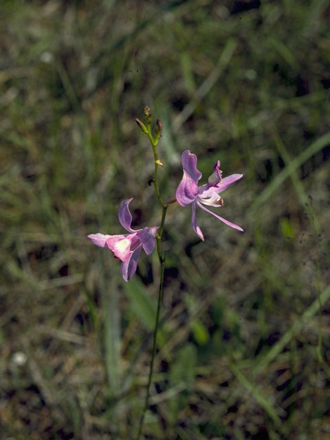 Calopogon pallidus (Pale grass-pink) #6836