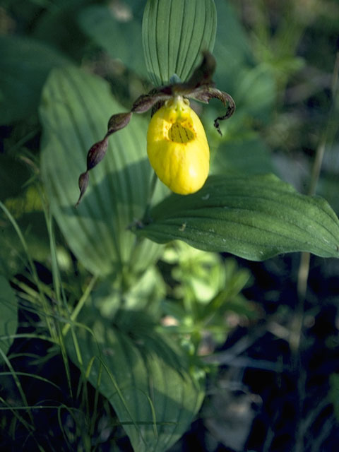 Cypripedium parviflorum (Yellow lady's-slipper orchid) #6885