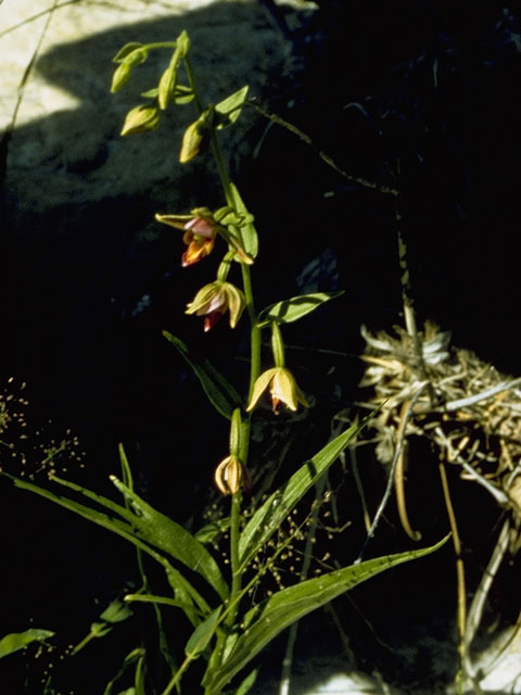 Epipactis gigantea (Stream orchid) #6931