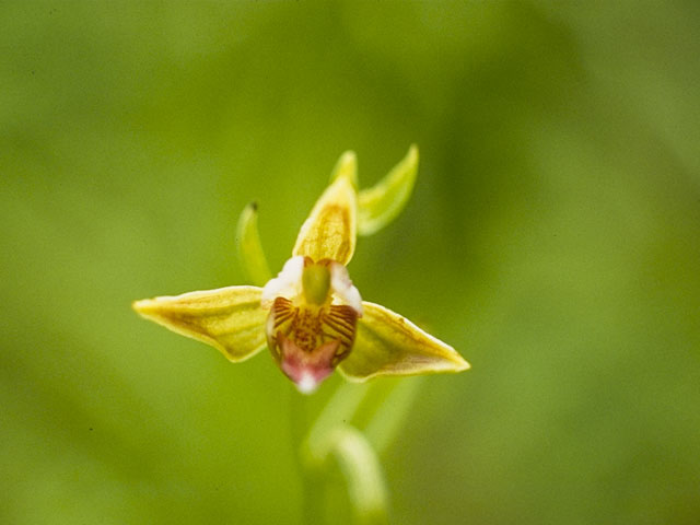 Epipactis gigantea (Stream orchid) #6932