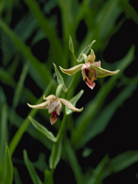 Epipactis gigantea (Stream orchid) #6934