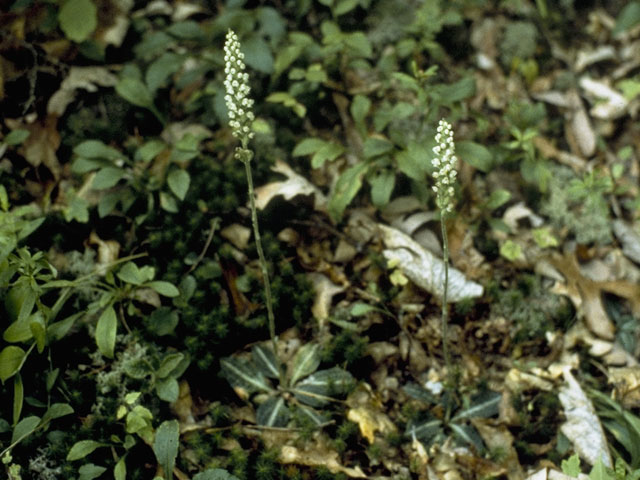 Goodyera pubescens (Downy rattlesnake plantain) #6941