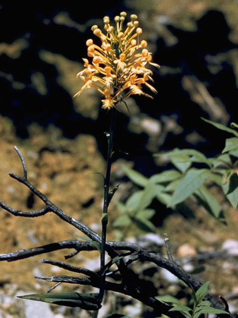 Platanthera ciliaris (Orange fringed orchid) #6945