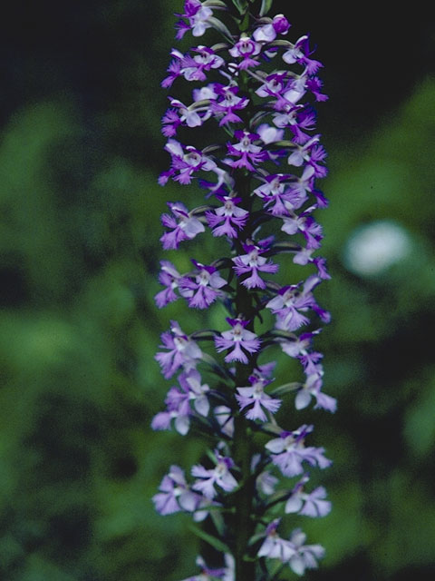 Platanthera grandiflora (Greater purple fringed orchid) #6960
