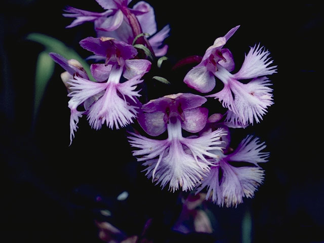 Platanthera grandiflora (Greater purple fringed orchid) #6961