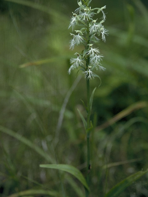 Platanthera lacera (Green fringed orchid) #6970