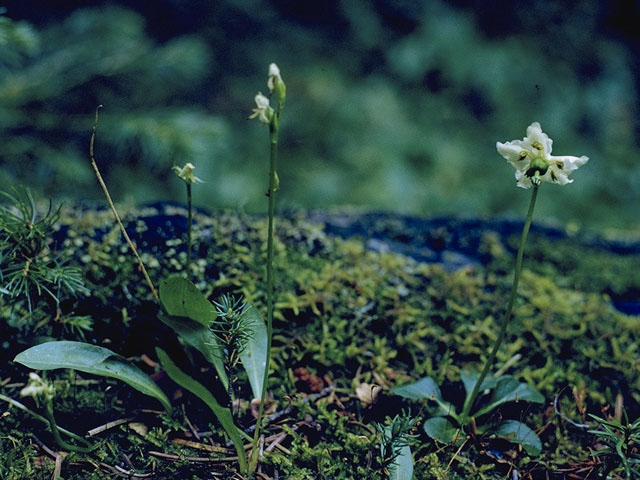 Platanthera obtusata (Bluntleaved orchid) #6975