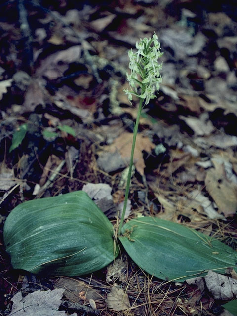 Platanthera orbiculata (Lesser roundleaved orchid) #6976