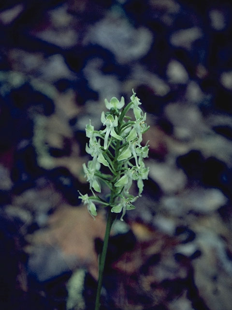 Platanthera orbiculata (Lesser roundleaved orchid) #6978