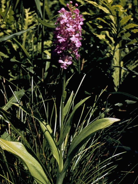 Platanthera psycodes (Lesser purple fringed orchid) #6986