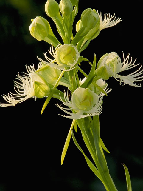 Platanthera leucophaea (Prairie white fringed orchid) #6989