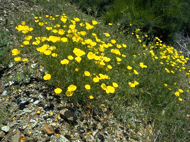 Eschscholzia californica (California poppy) #7054