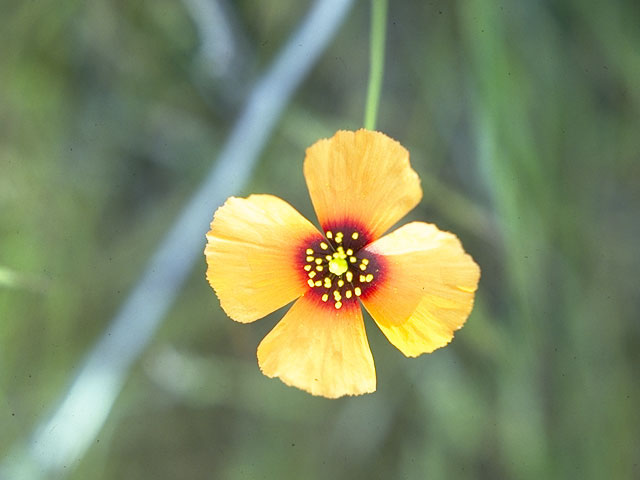 Stylomecon heterophylla (Wind poppy) #7101