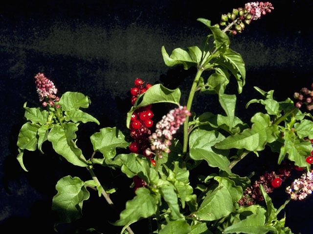 Rivina humilis (Pigeonberry) #7135
