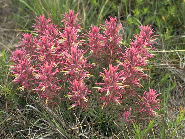 Castilleja sessiliflora (Downy painted cup) #7203