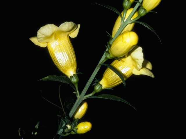 Aureolaria virginica (Downy yellow false foxglove) #7289